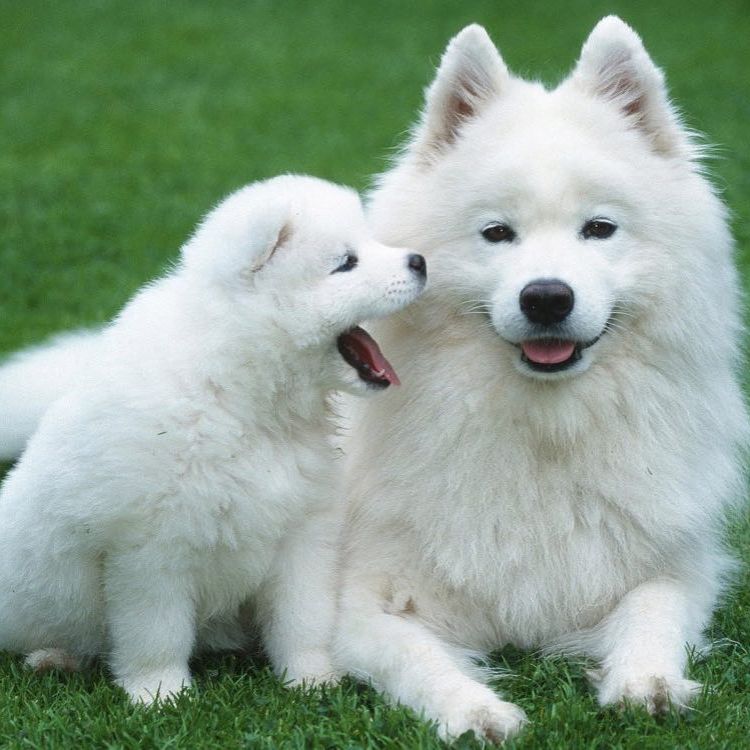 samoyed.puppies 1510007526 1642384628176604429 6321187928 1