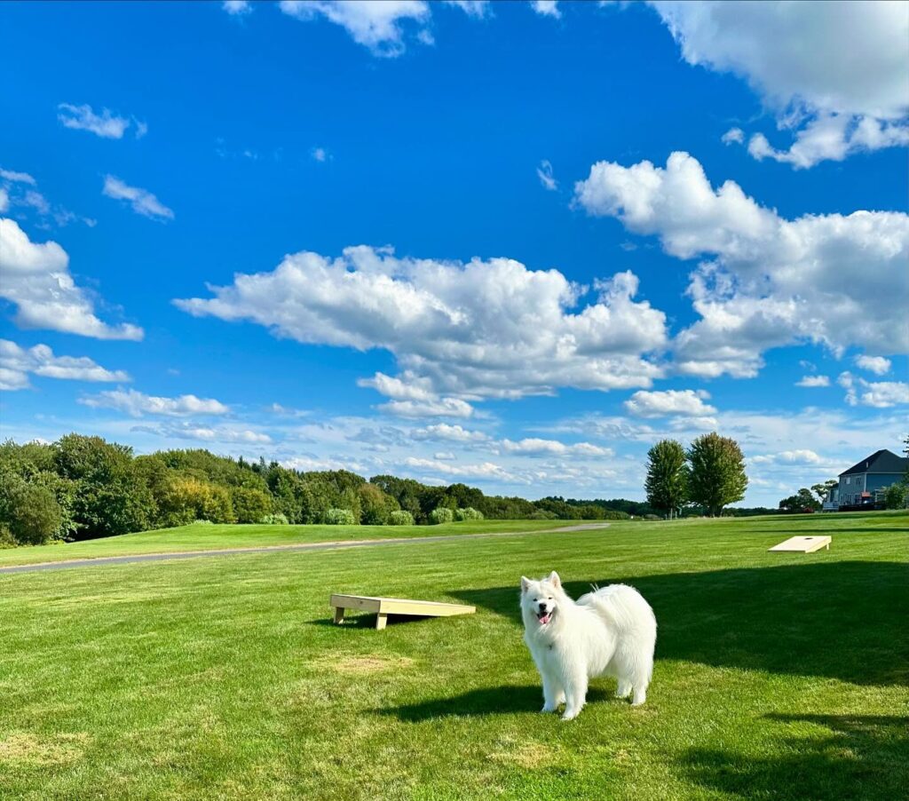 caddythesamoyed 1725650158 3451326136972014192 42989757148