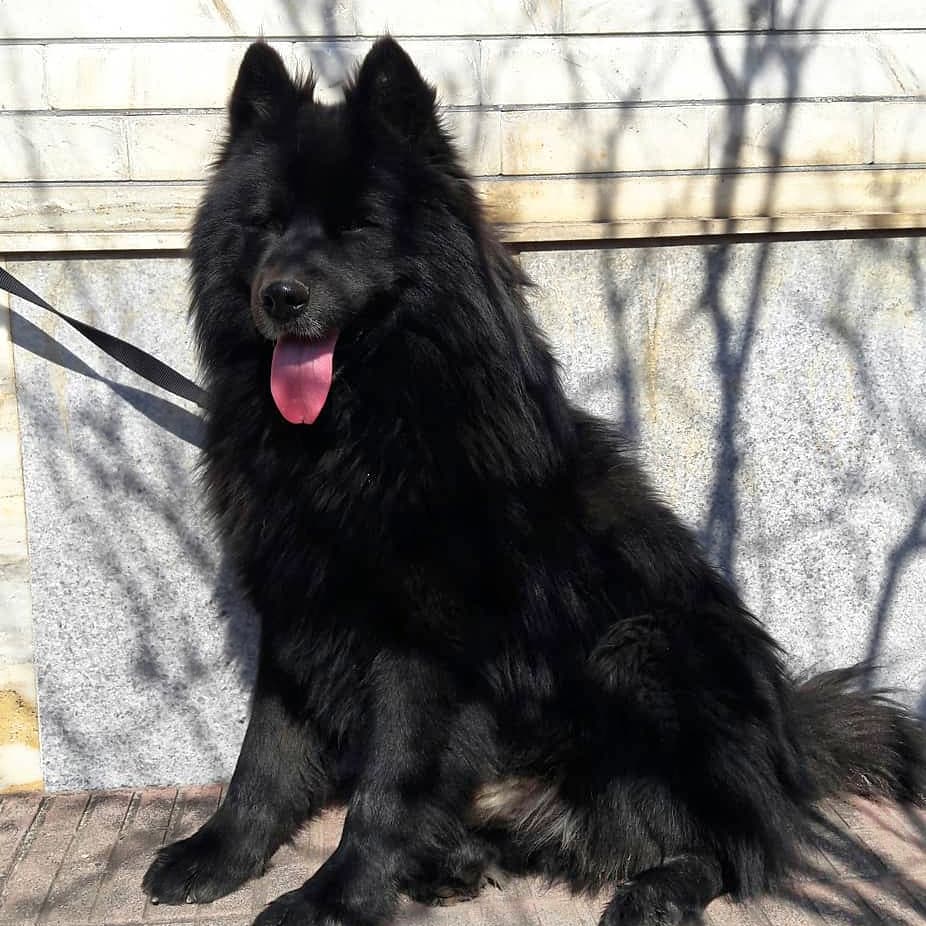 black.samoyed.negro 1598527136 2384940936637244623 10334522012