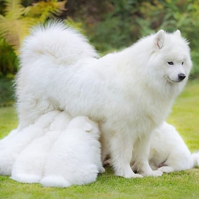 kewa lamark 1624302798 2601162863504341363 47708767572