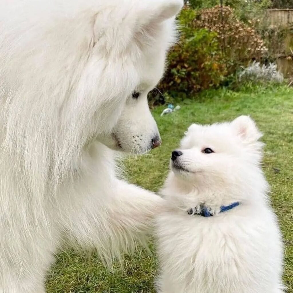 samoyedever 1