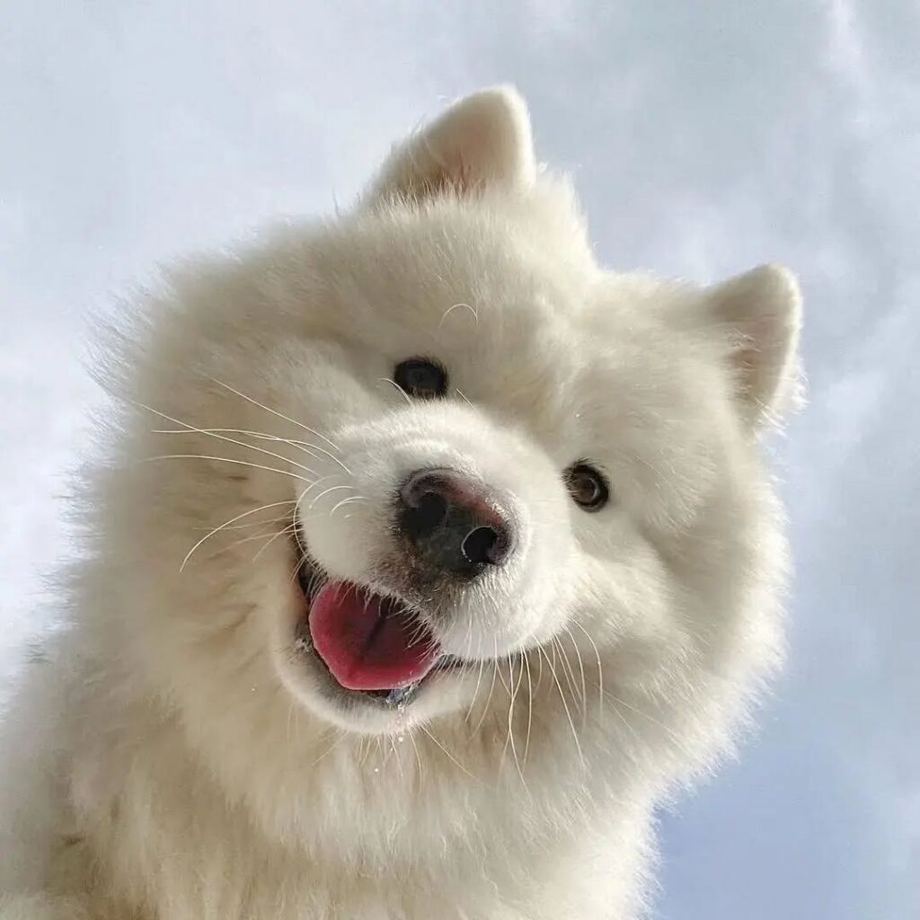 samoyedever
