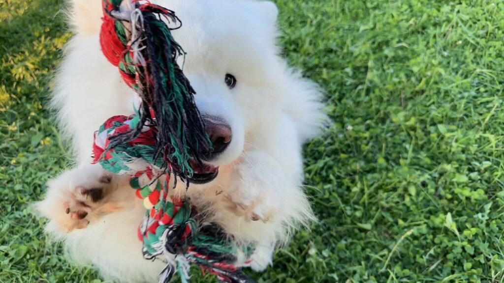 samoyedintraining 1716244332 3372424346377136007 56281884263