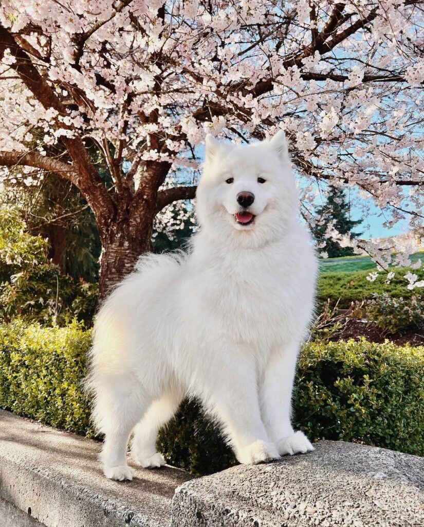 snoop.ogbear 1681431231 3080390896156280100 9491442731