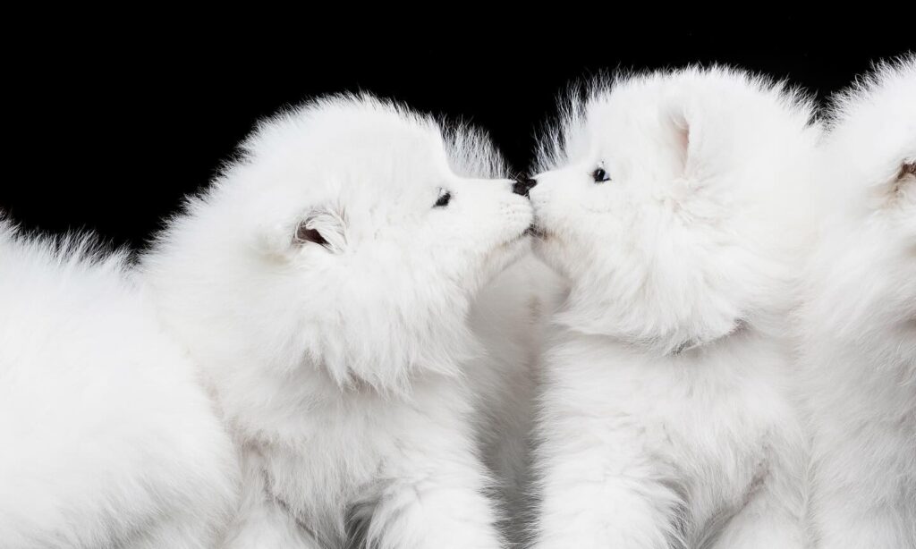 snowdogsofscotland 1737123401 3547570673215915612 43800150125