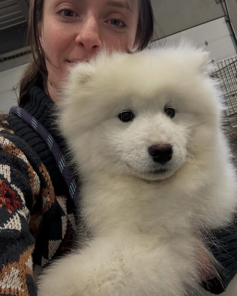 truenorthern samoyeds 1741570742 3584877677745488305 15270377702