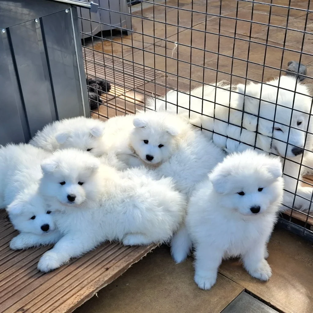 Samoyed Puppies for Sale Los Angeles