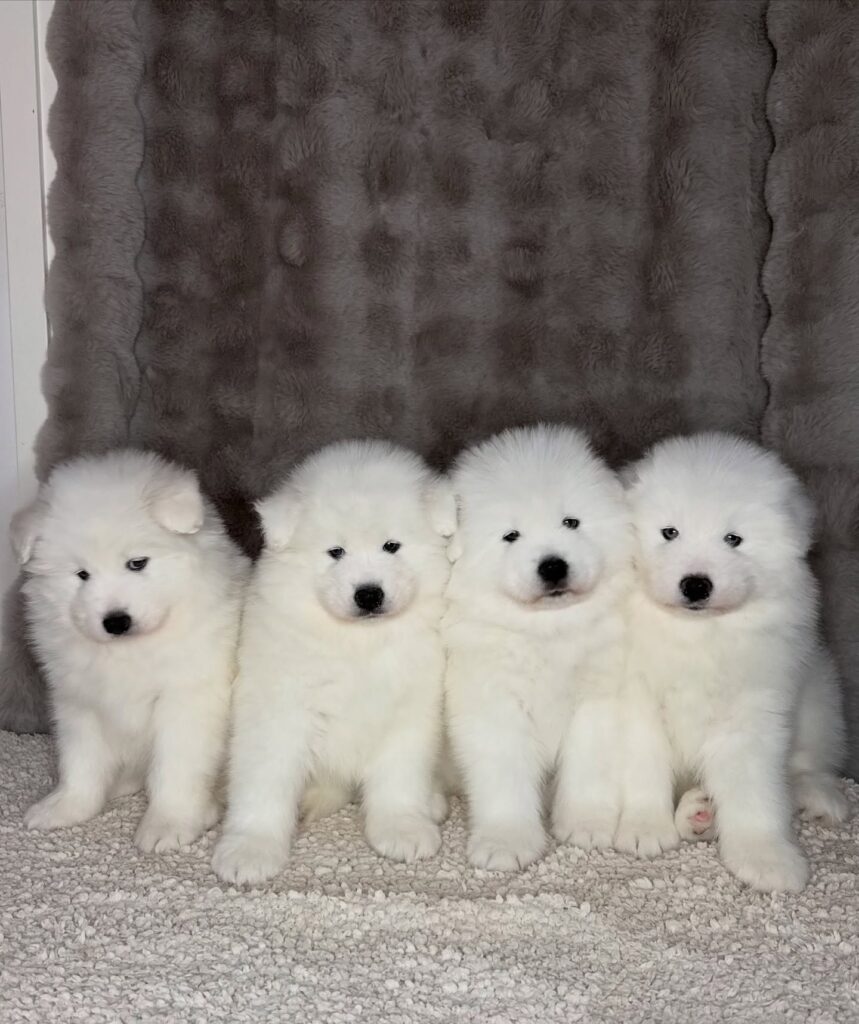 Samoyed Puppies for Sale in Columbus Ohio