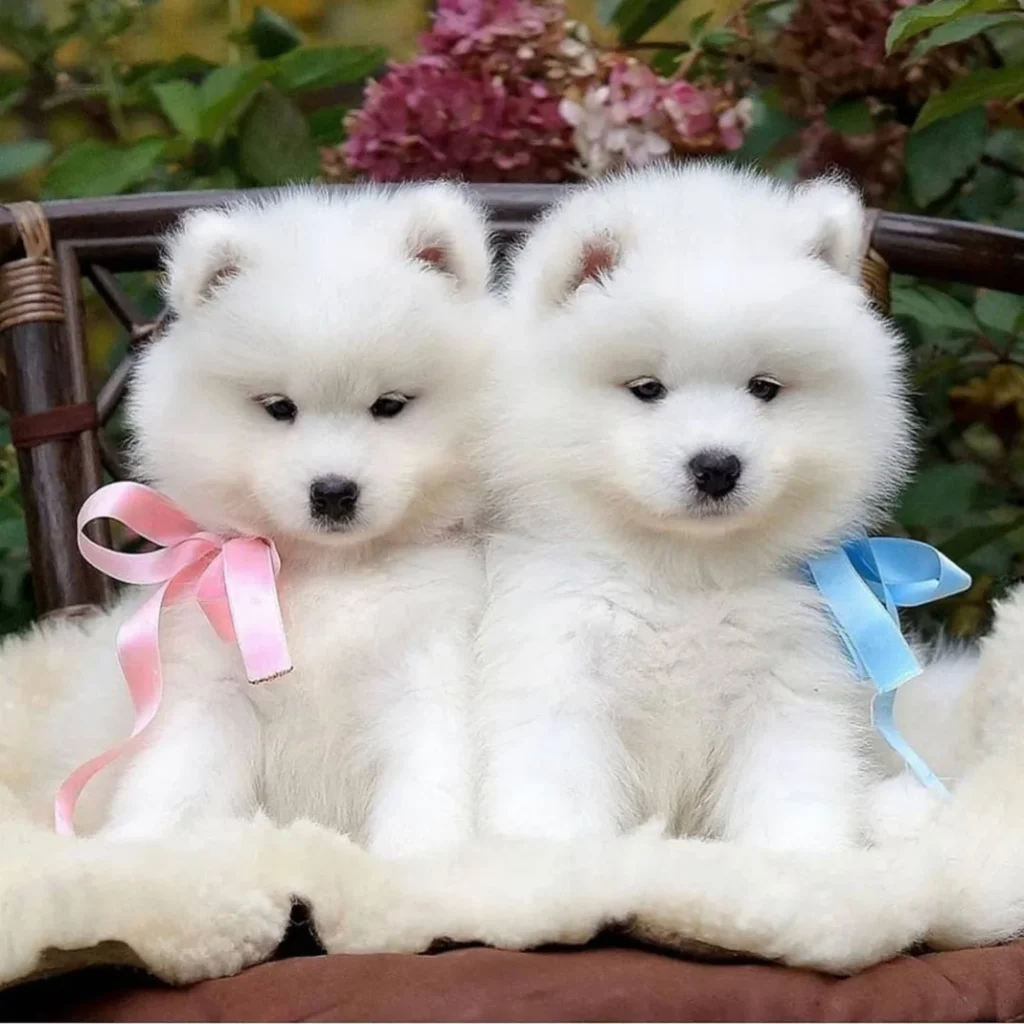 Full Grown Teacup Samoyed